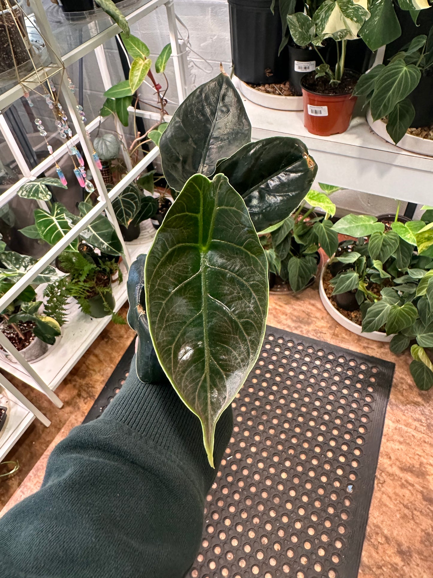Alocasia Azlanii 4"