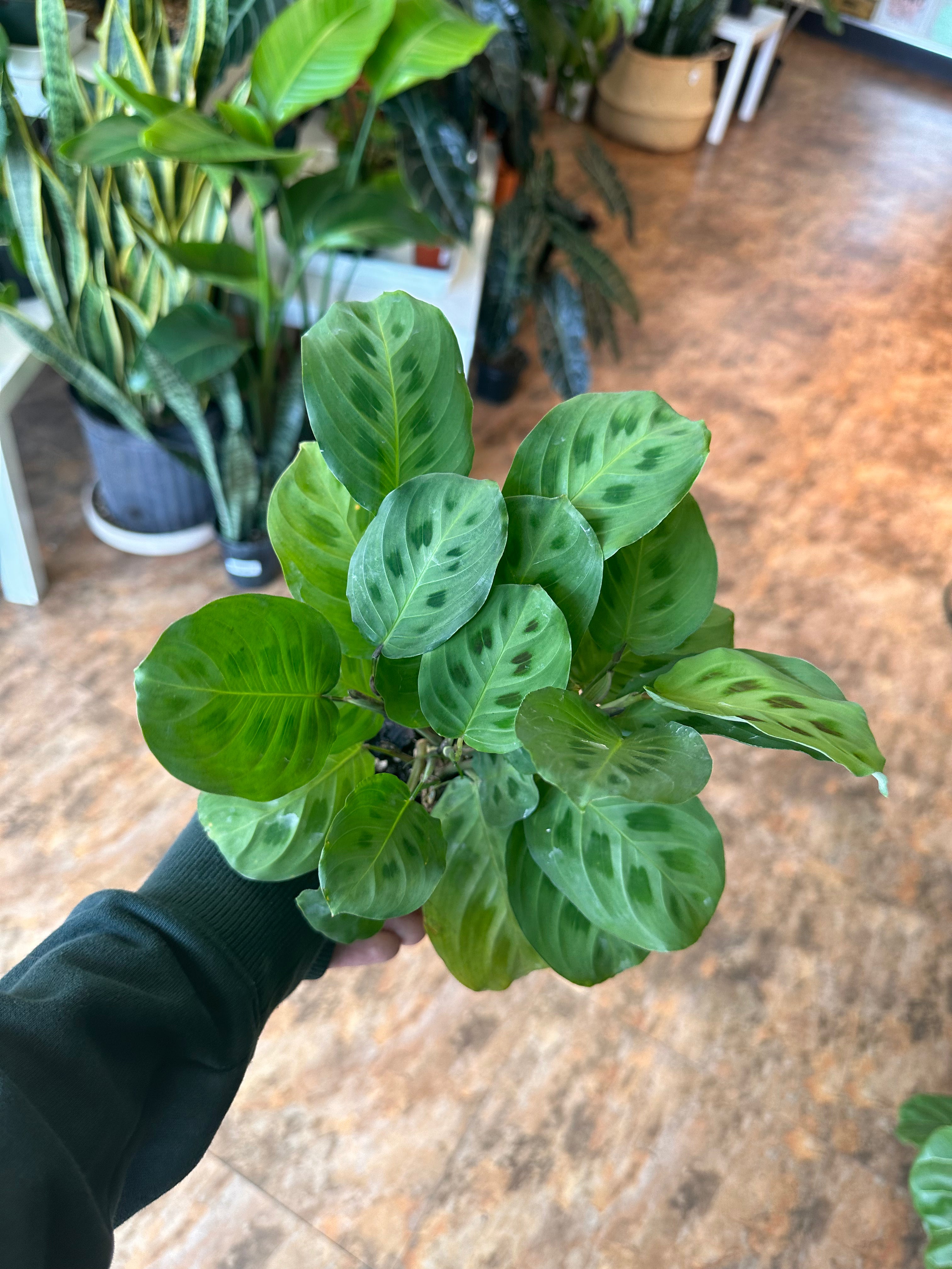 14+ Maranta Green Green Maranta 4" – Botanica