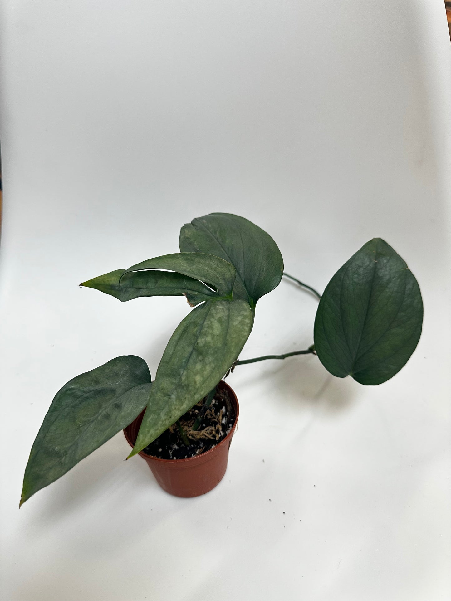 3" Amydrium Silver