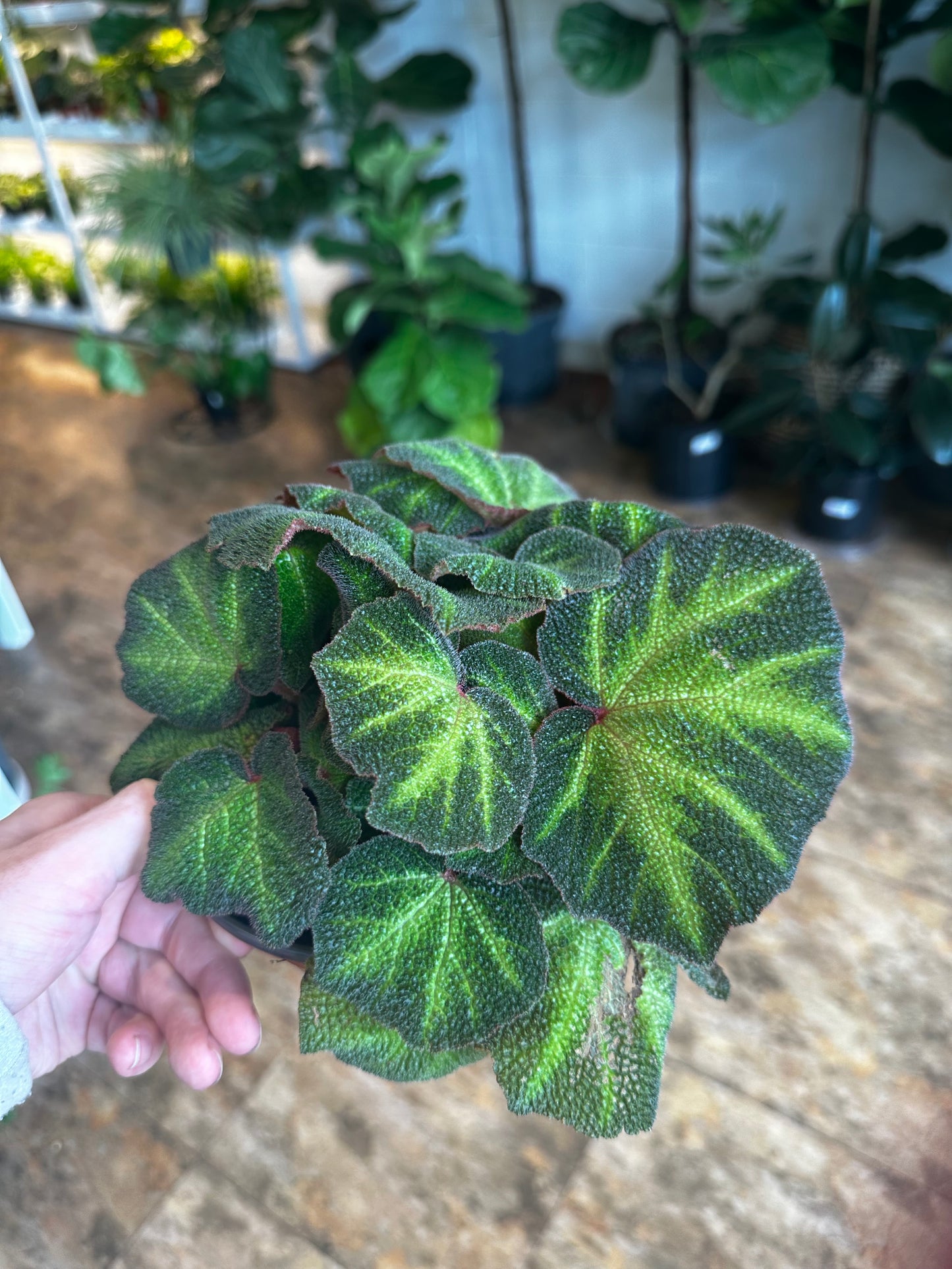 Begonia Soil-Mutata 6"