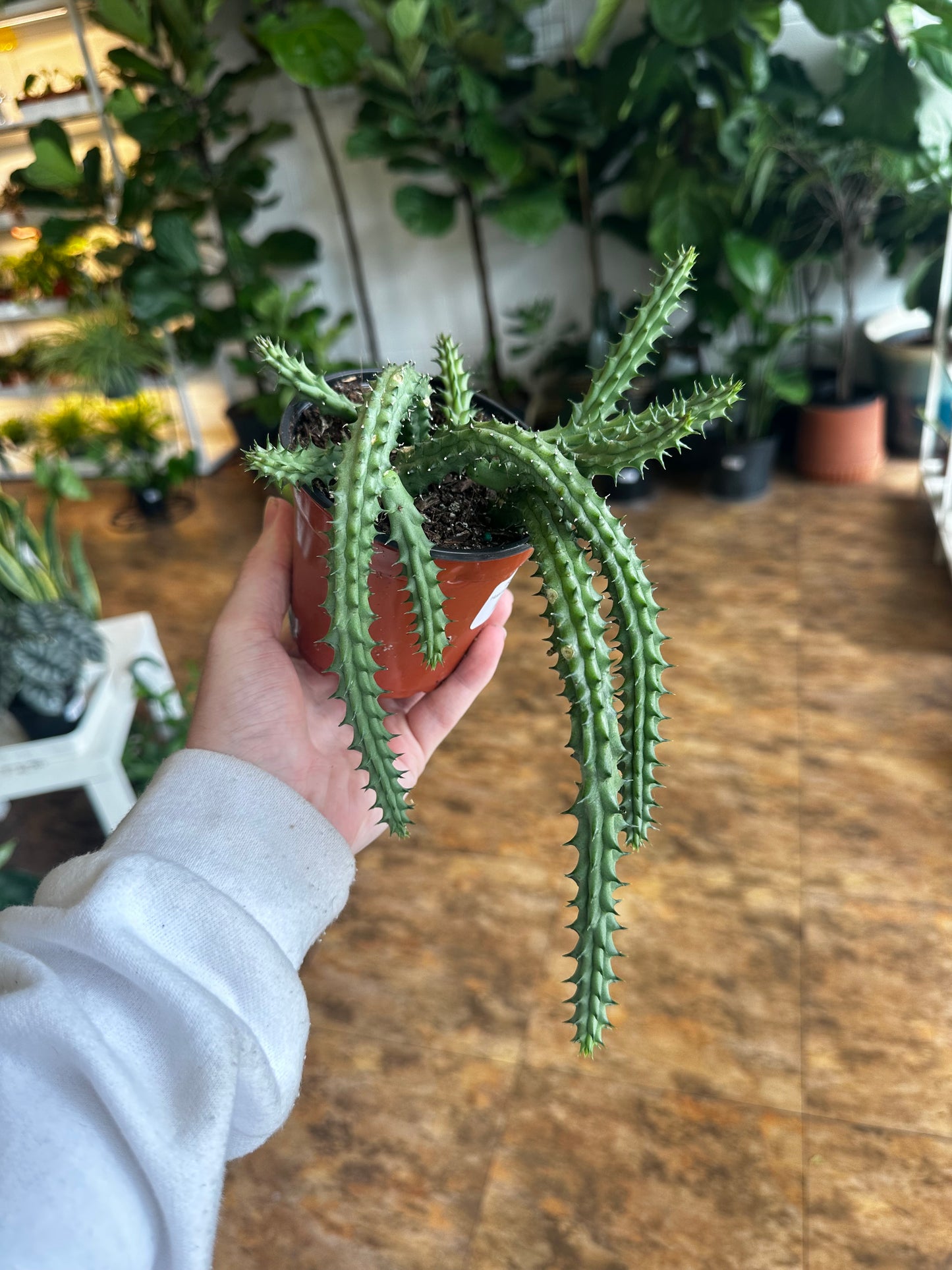 Huernia Schneideriana 4"
