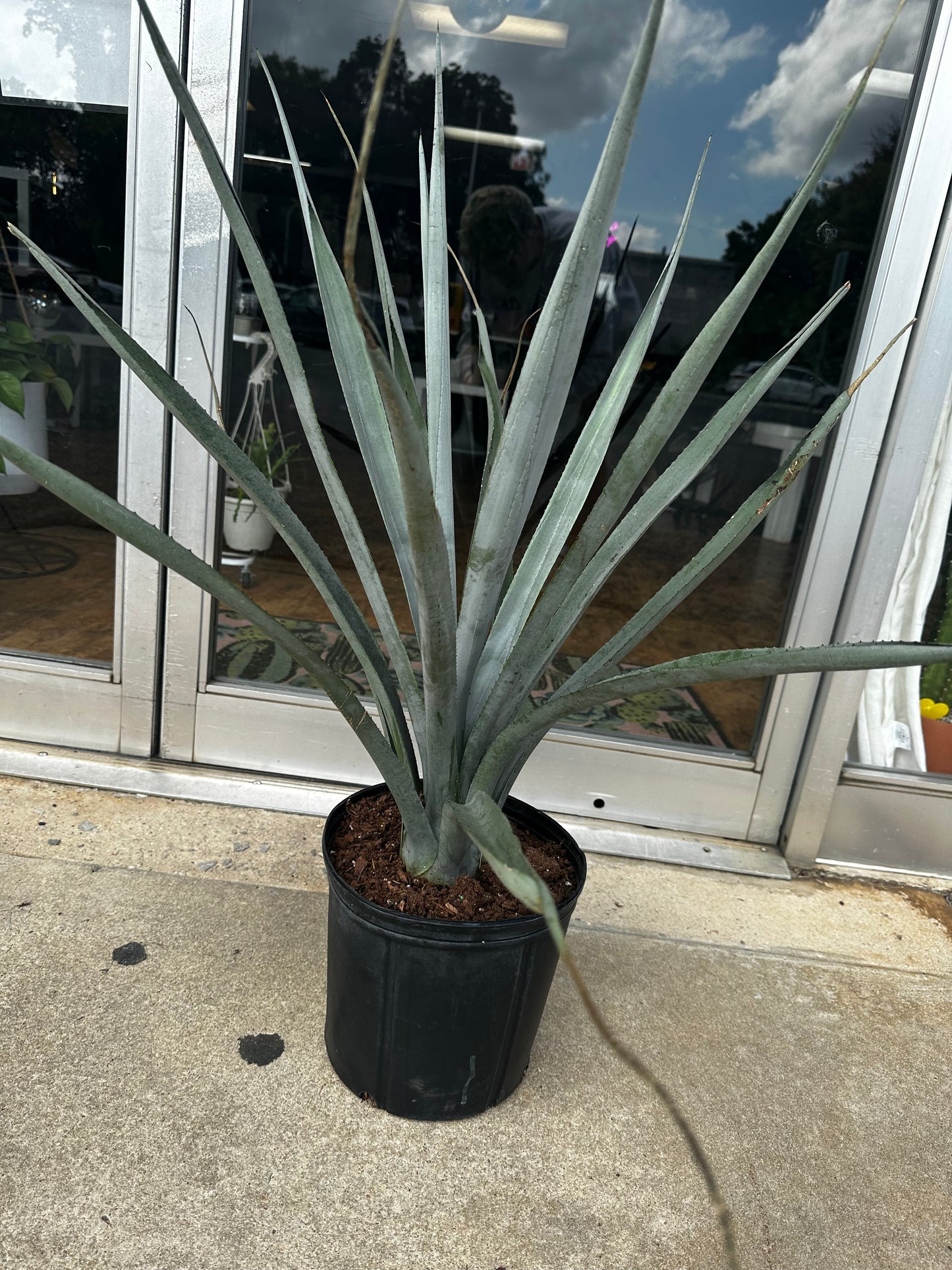 Blue Agave 10”