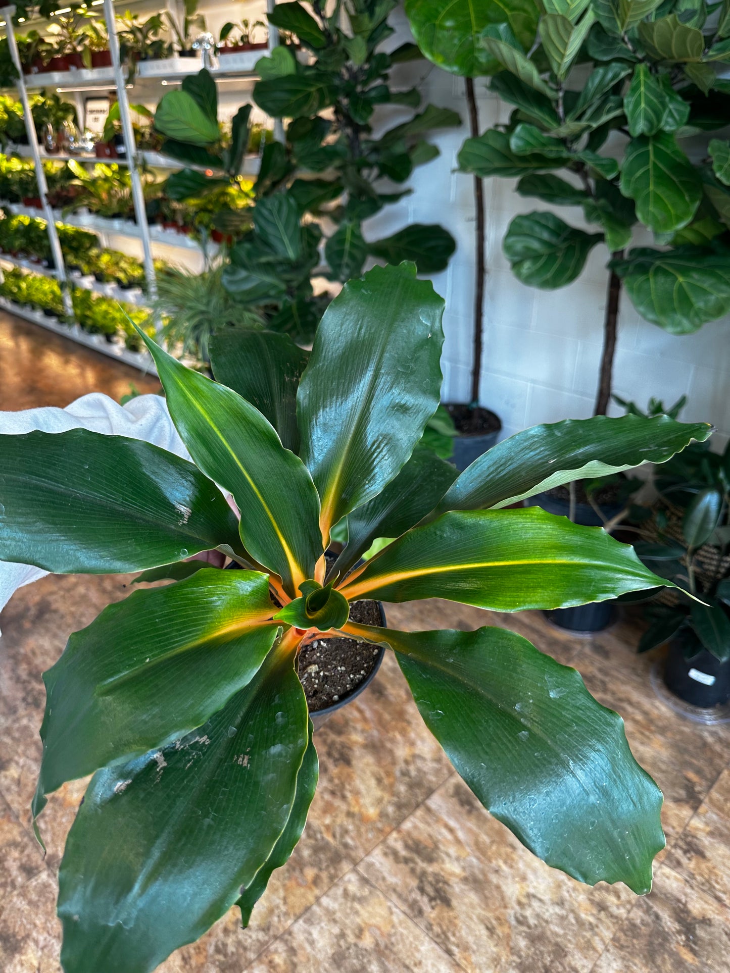 Chlorophytum Fire Flash