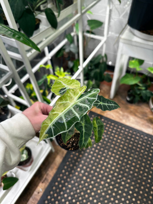 Variegated Alocasia Polly 3"