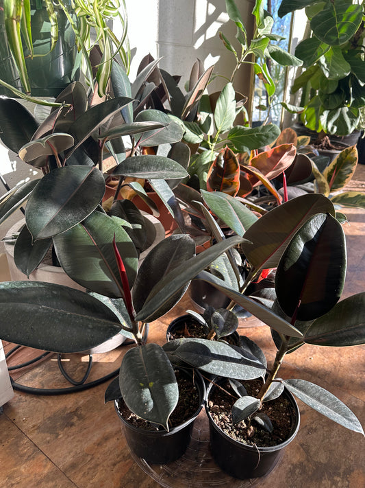 Ficus elastica 4-6”