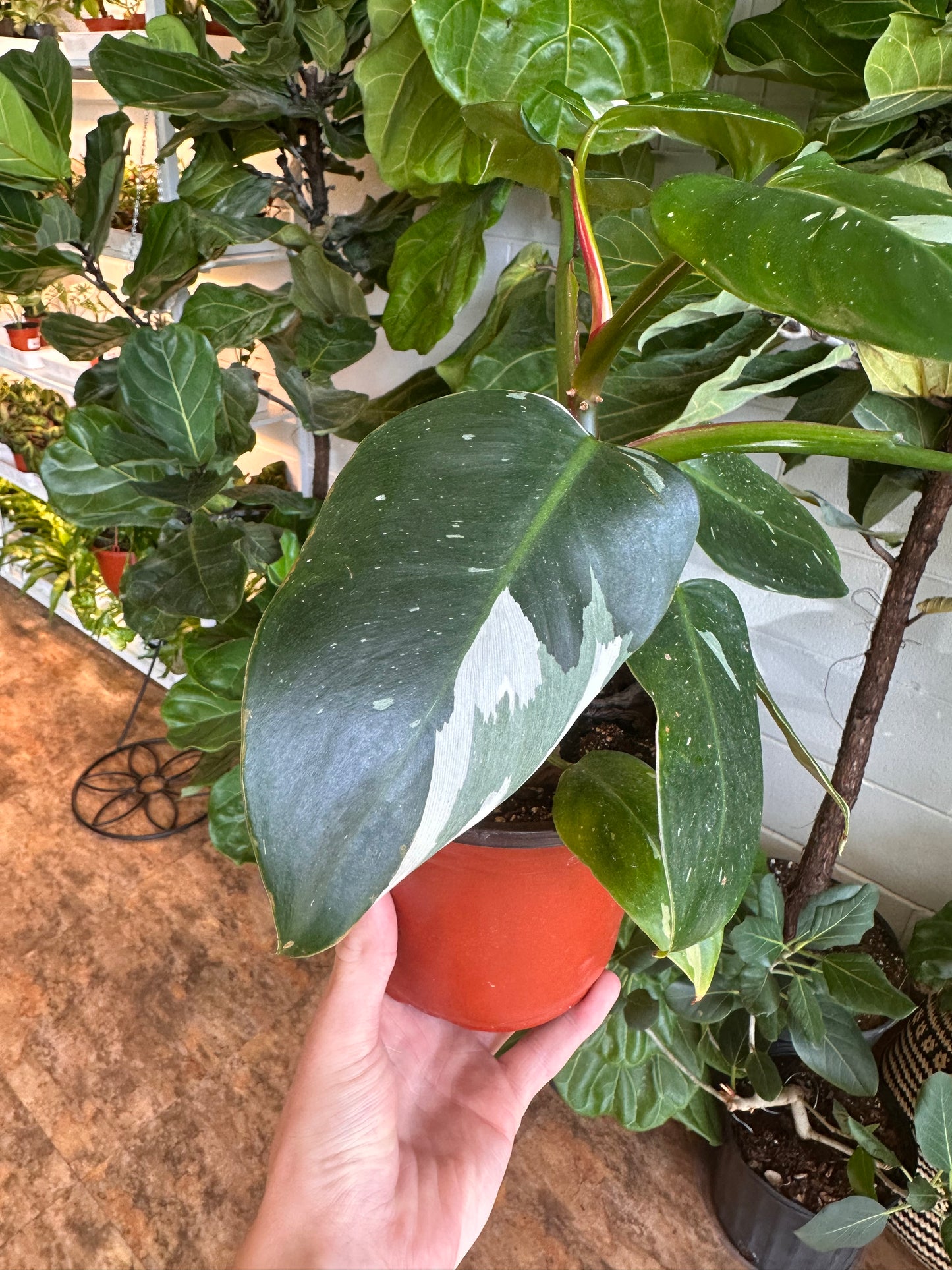 6" Philodendron White Princess