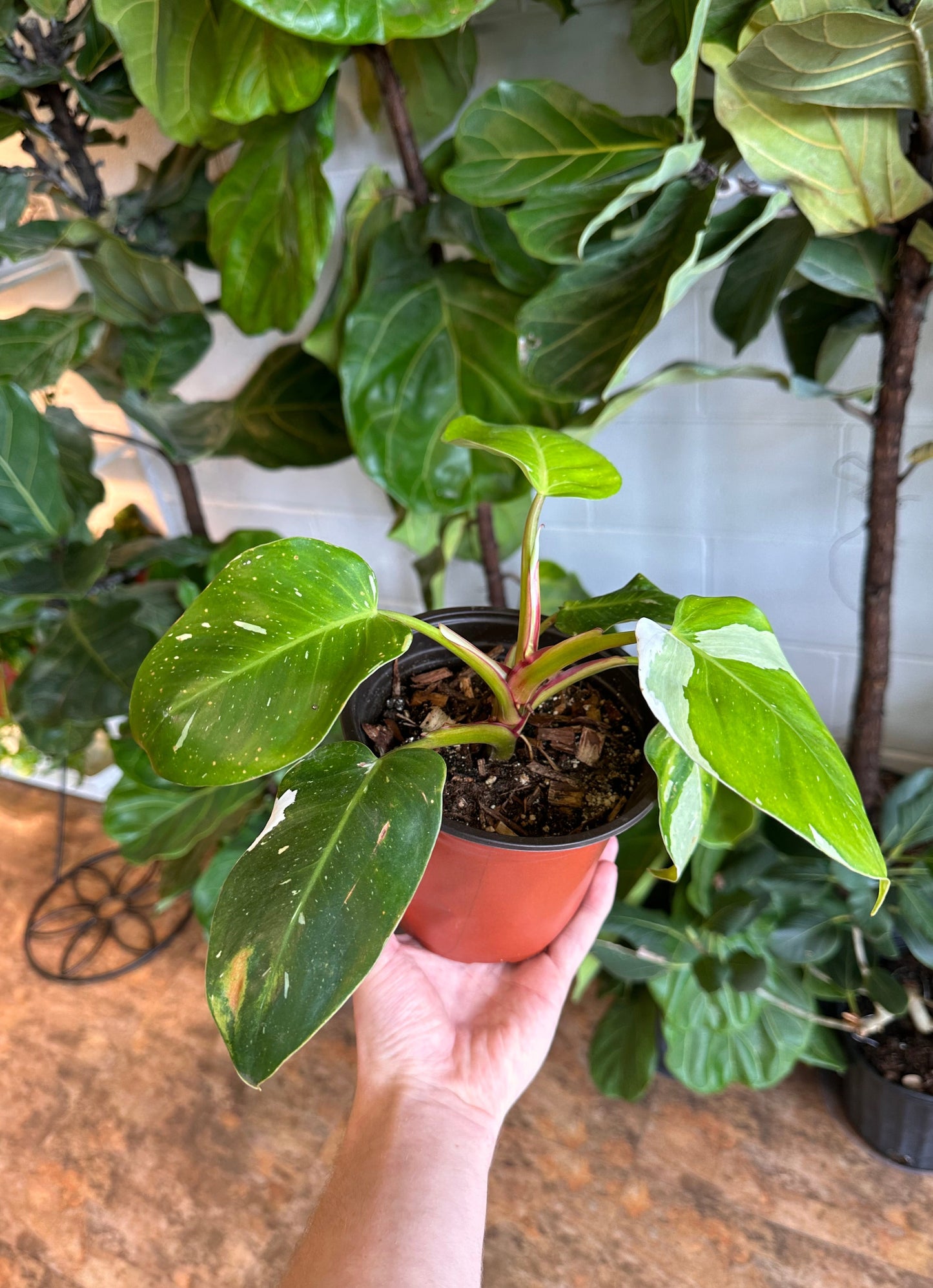 6" Philodendron White Princess