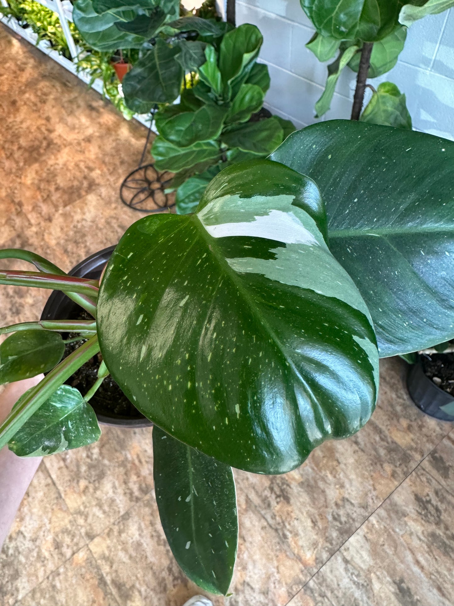 6" Philodendron White Princess