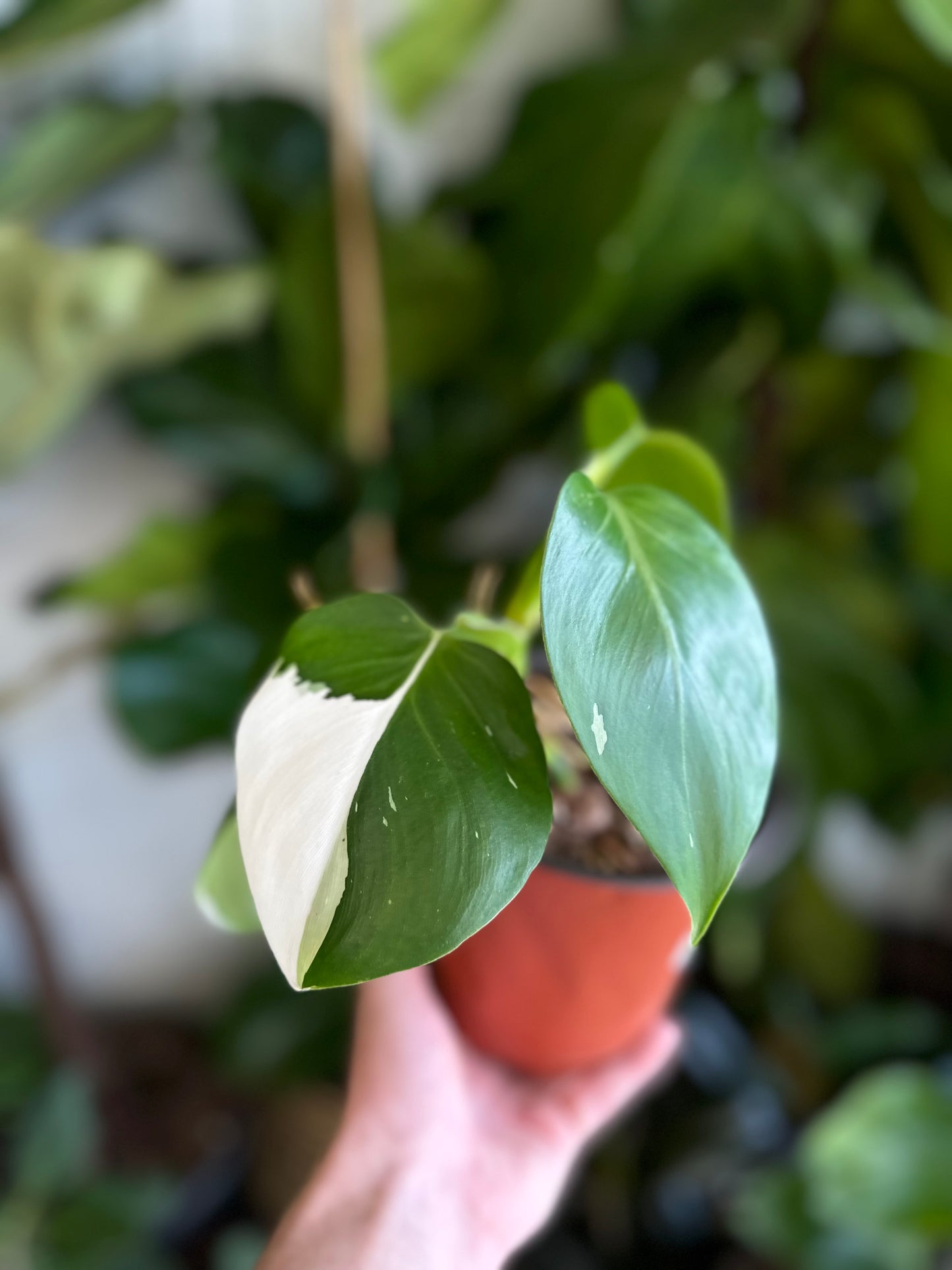 6" Philodendron White Knight