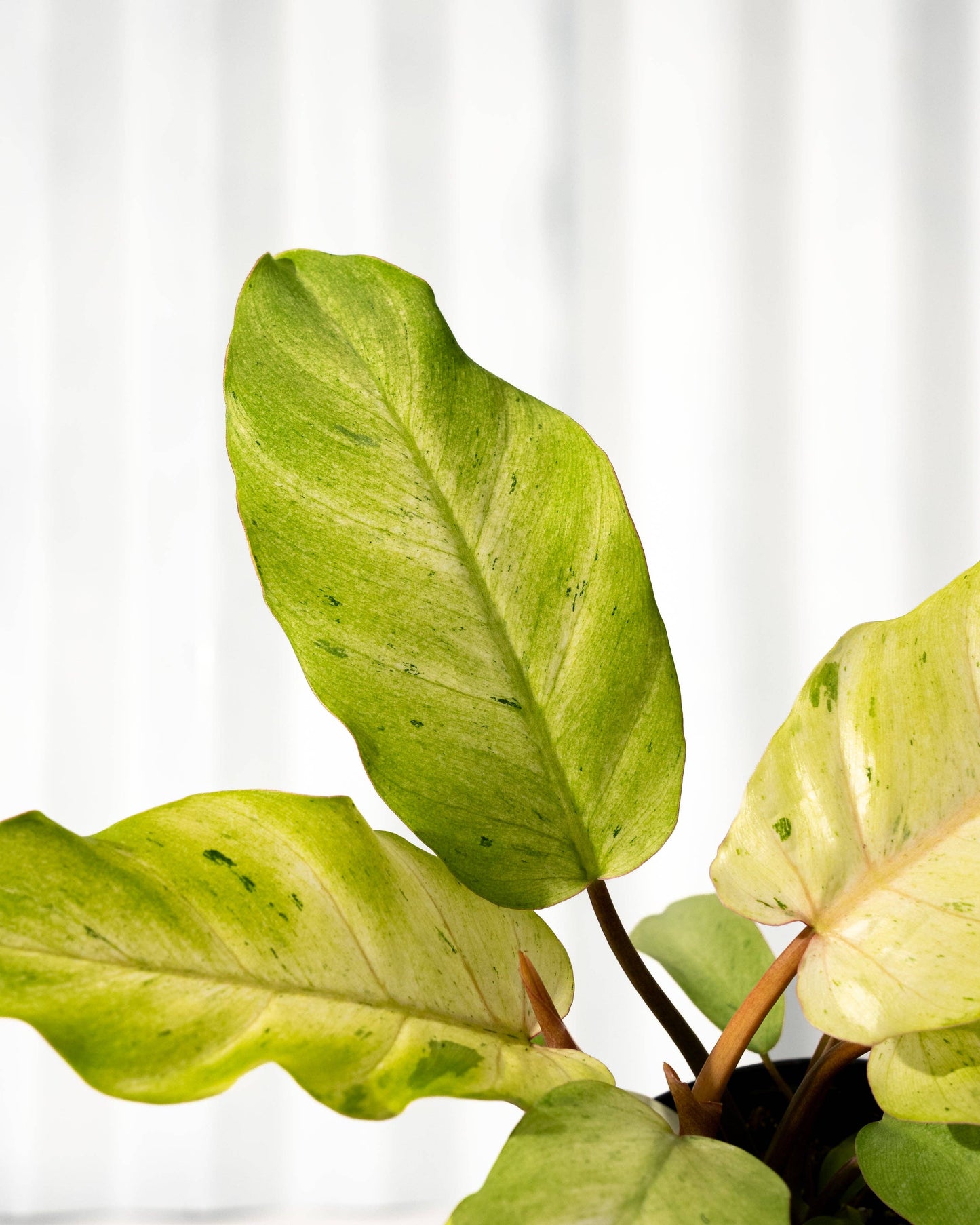 4" Philodendron 'Snowdrift'