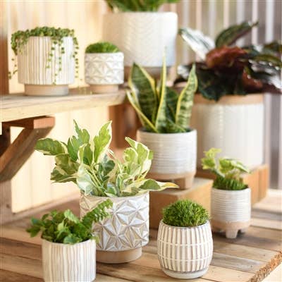 Ramos Vertical Cachepot