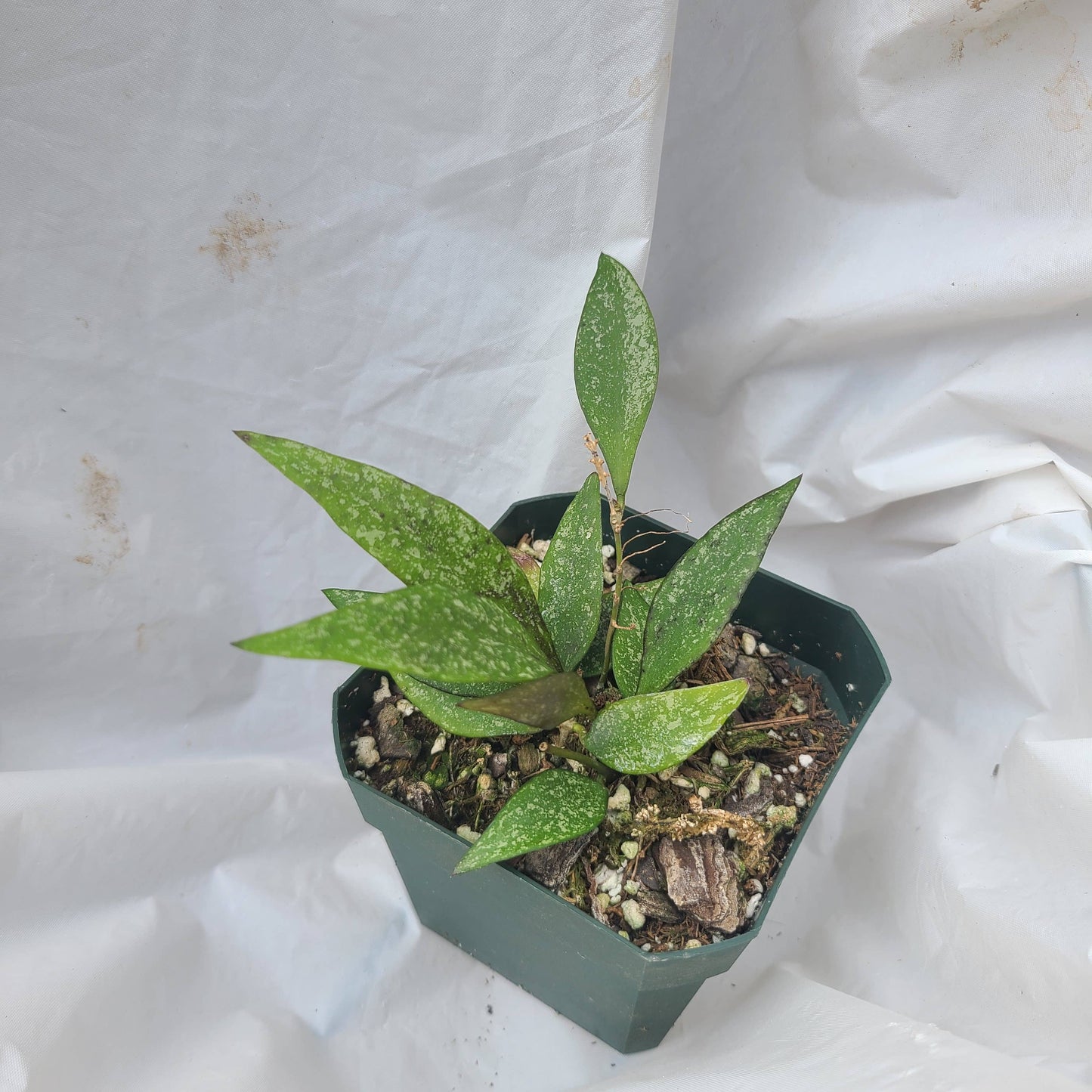 Hoya parviflora 'Splash'