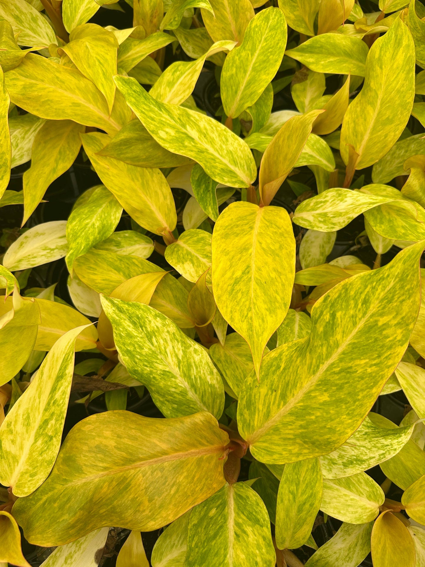 4" Philodendron Orange Marmalade