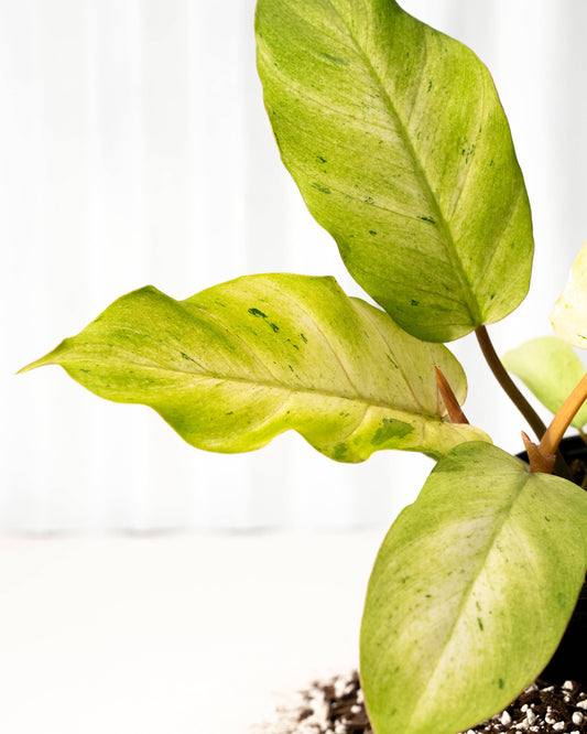 4" Philodendron 'Snowdrift'