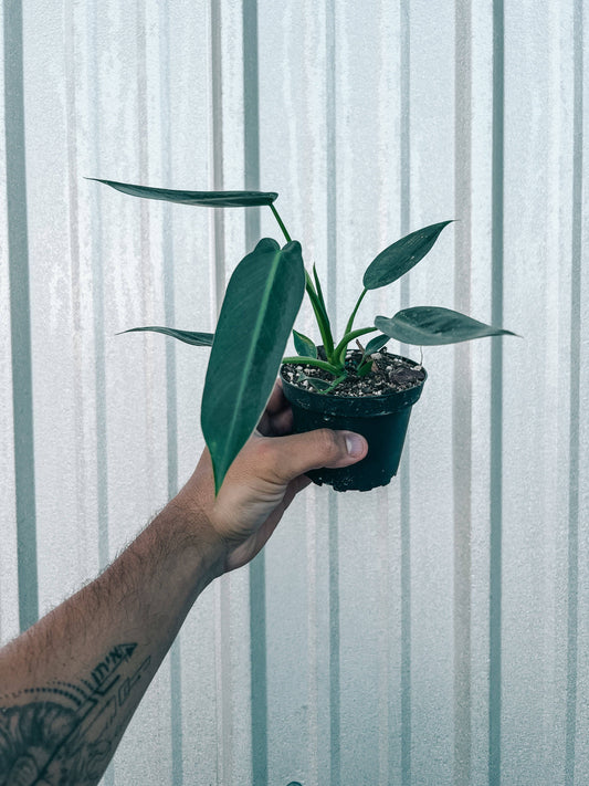 4" Philodendron 'Spiritus Sancti'