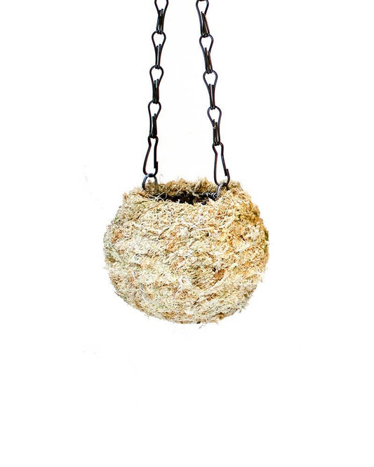 Kokedama, Blond Sphagnum