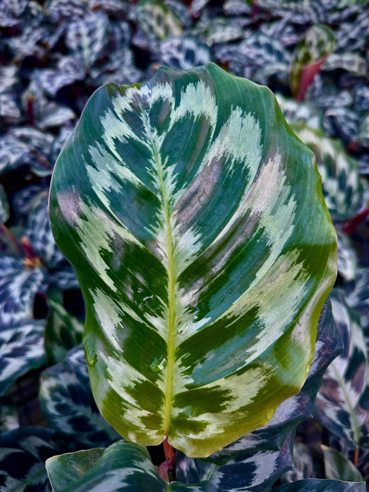 4" Calathea Helen Kennedy