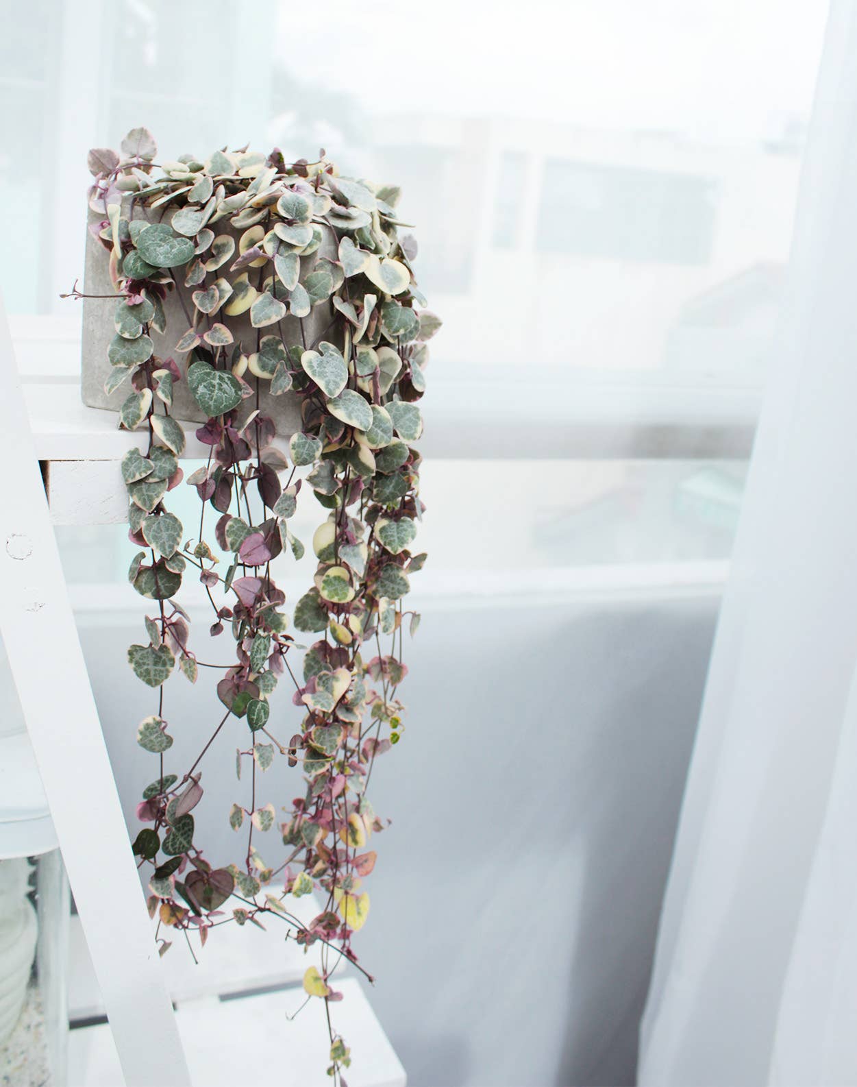 Variegated String of Hearts 4"