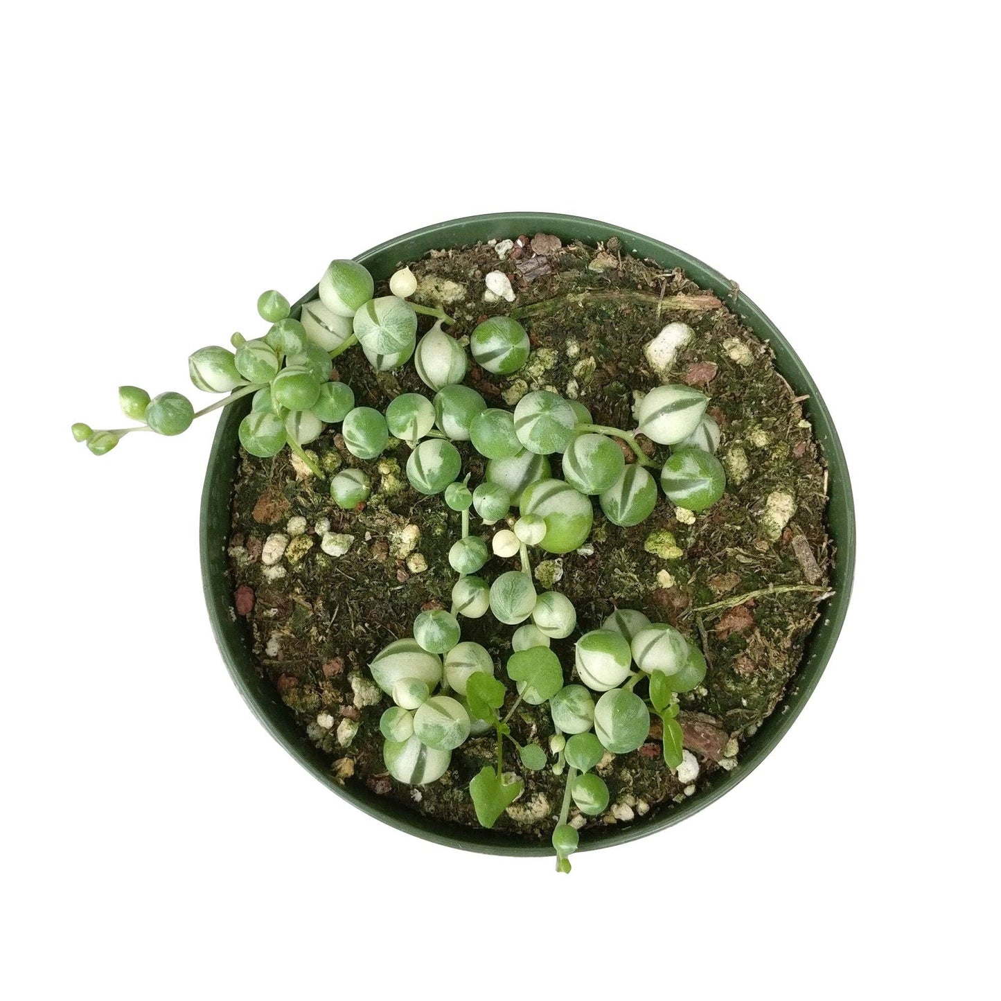 Variegated String Of Pearls 4"