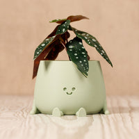 Happy Pot Planter