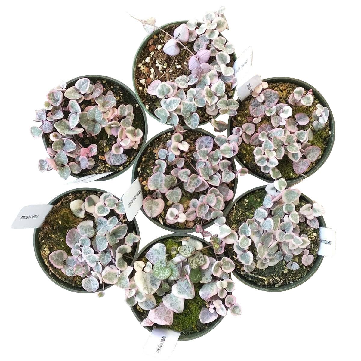 Variegated String of Hearts 4"