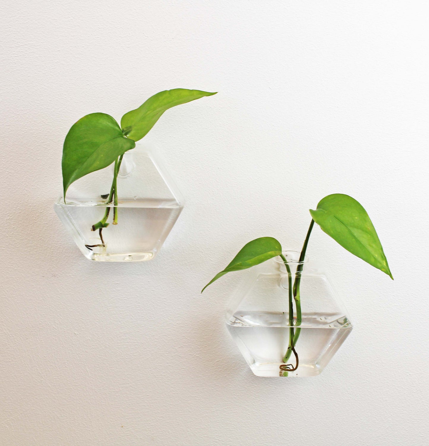 Wall vase Ivy