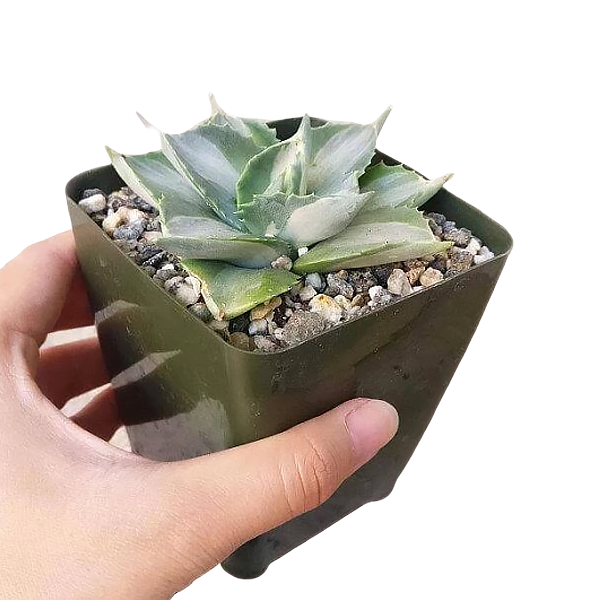 Agave isthmensis 'Ohi Raijin Shiro Nakafu'