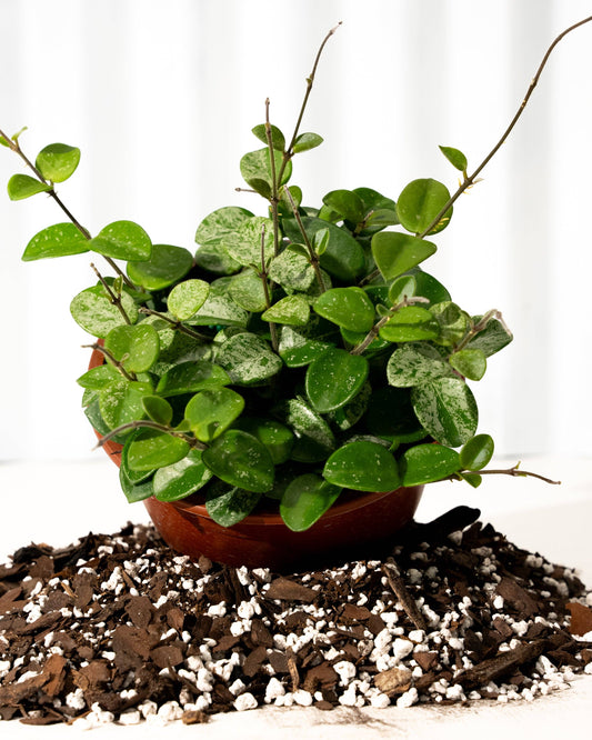 6" Hoya 'Mathilde' (Hanging Basket)