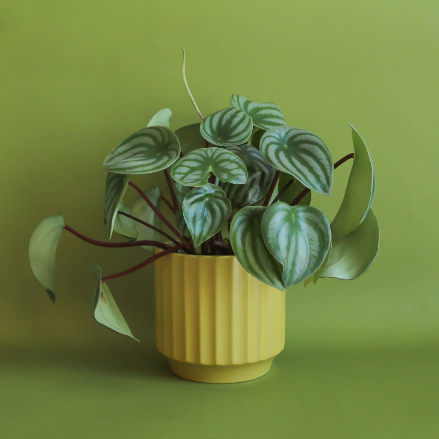 Monroe Pot