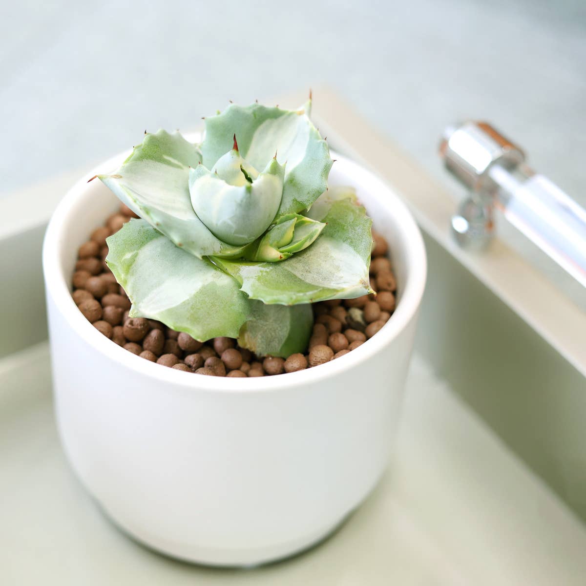 Agave isthmensis 'Ohi Raijin Shiro Nakafu'
