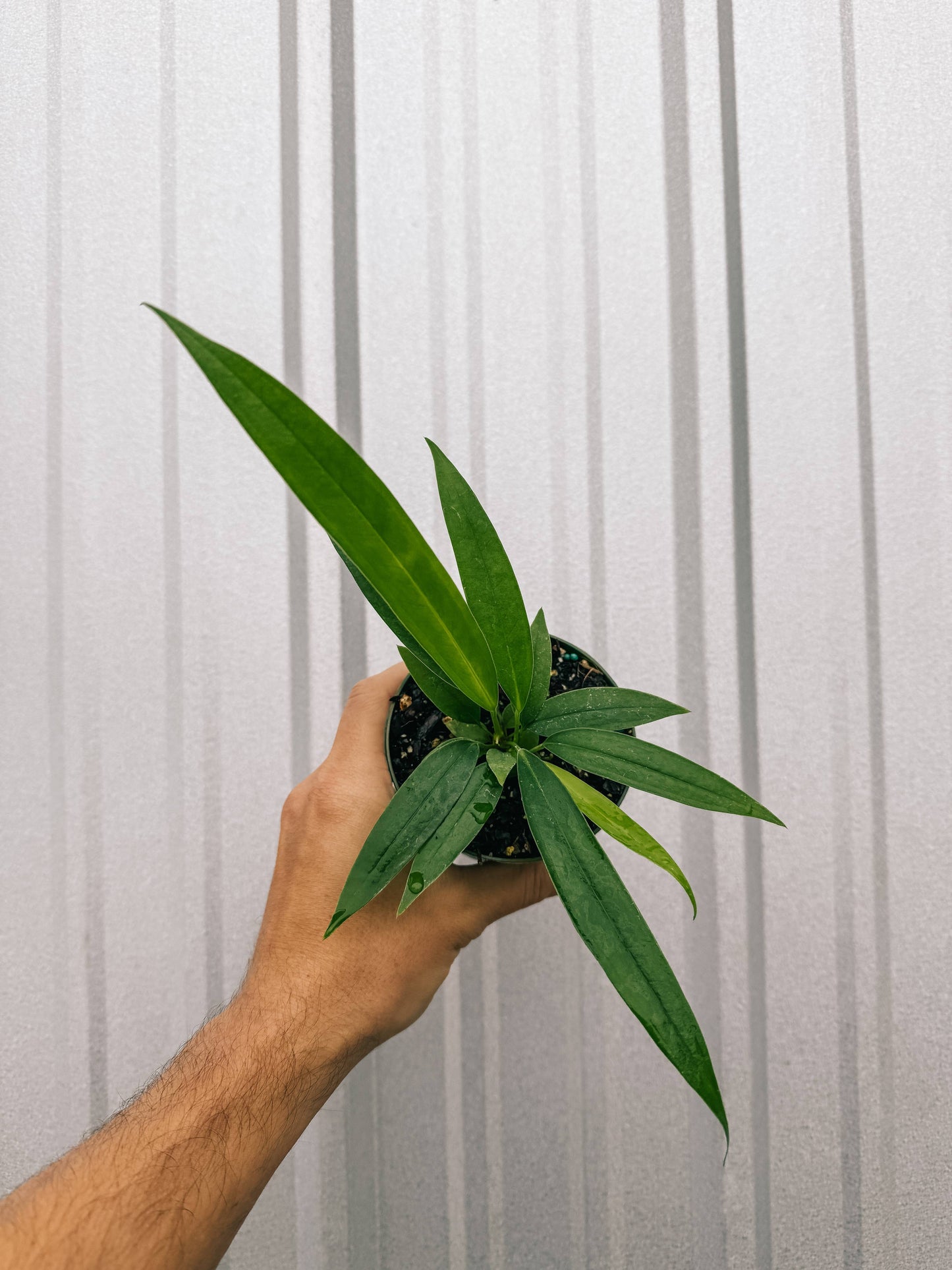 4" Anthurium 'Bakeri'