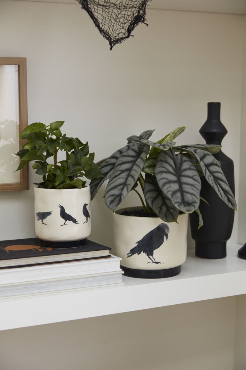 Corvus Pot