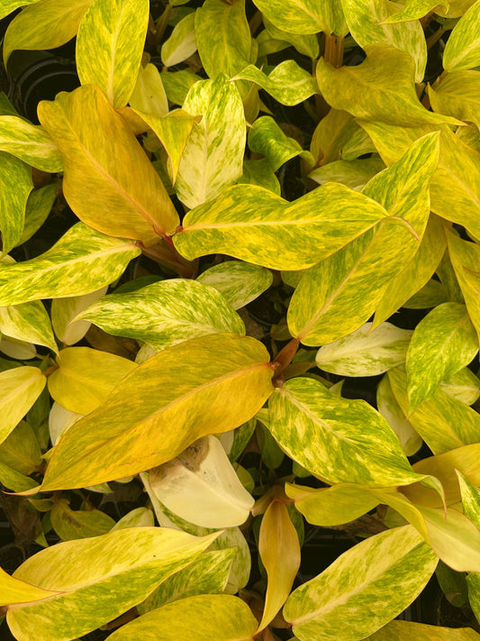 4" Philodendron Orange Marmalade