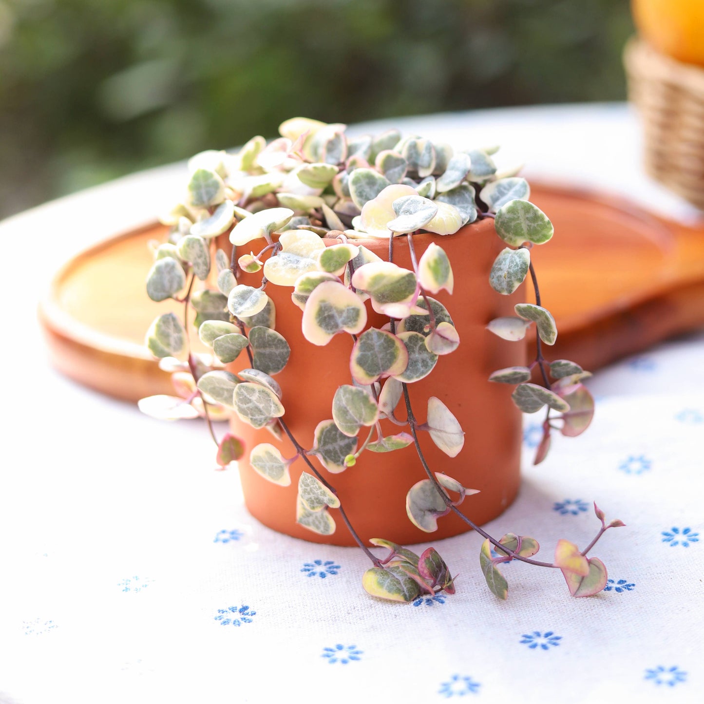 Variegated String of Hearts 4"