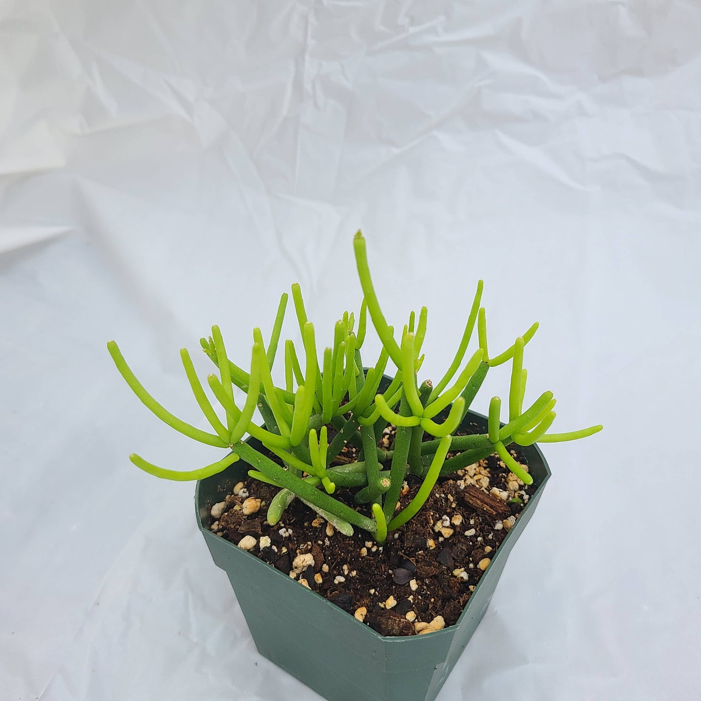 Rhipsalis heteroclada