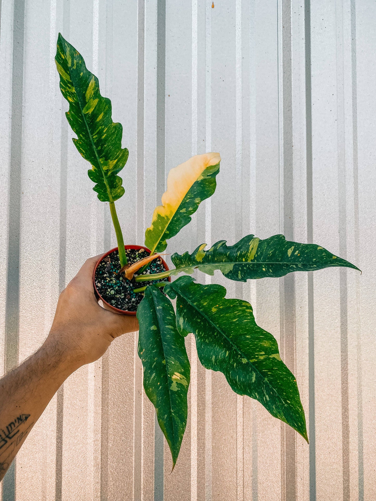 4-6" Philodendron ‘Ring of Fire’