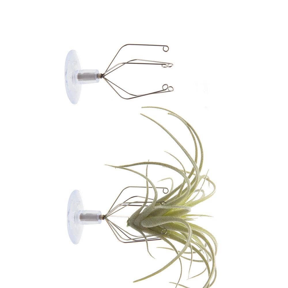 suction cup air plant holder Air Plant Holder: Suction Cup