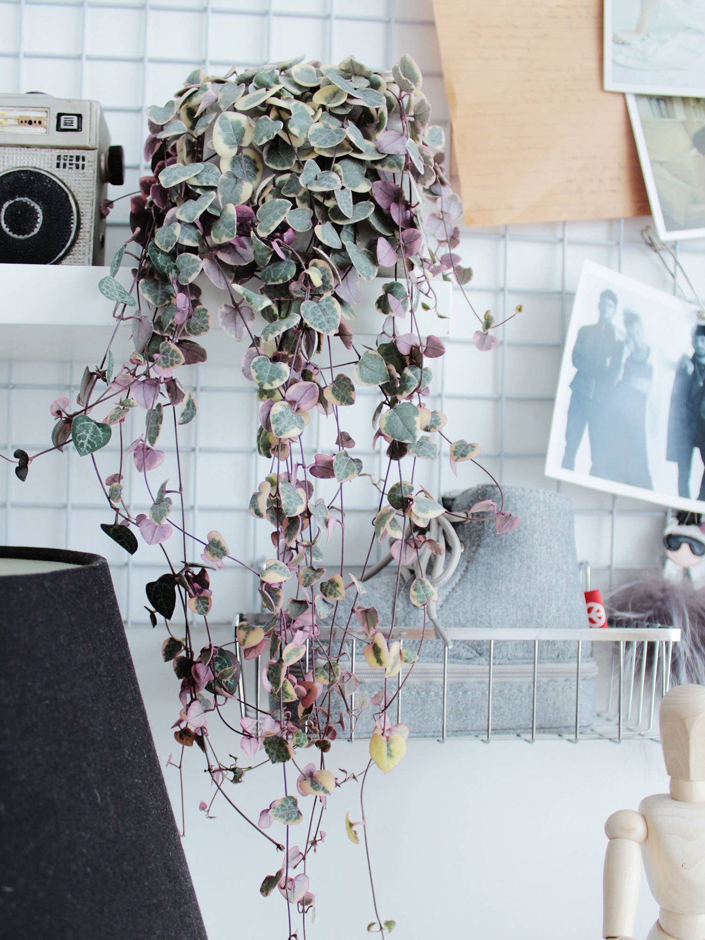 Variegated String of Hearts 4"