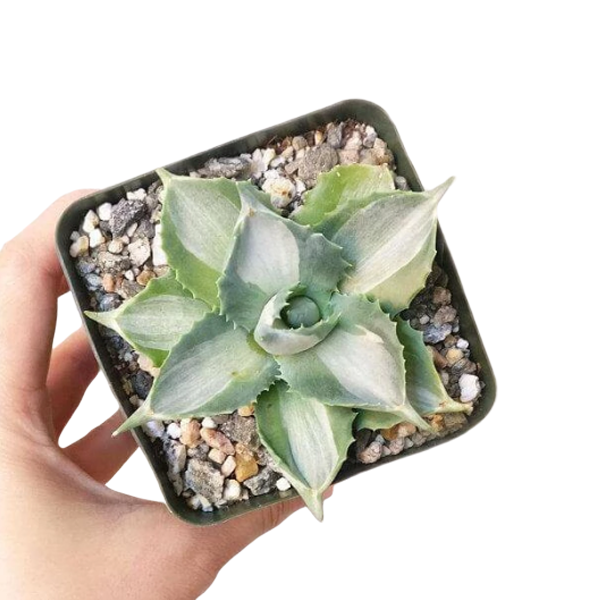 Agave isthmensis 'Ohi Raijin Shiro Nakafu'
