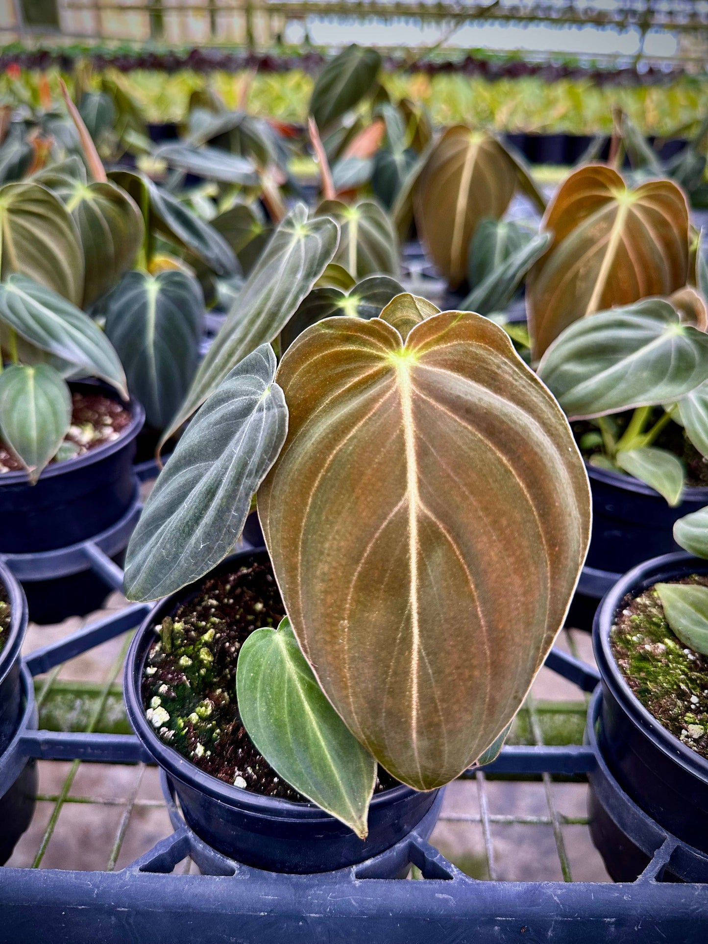 Philodendron Melanochrysum