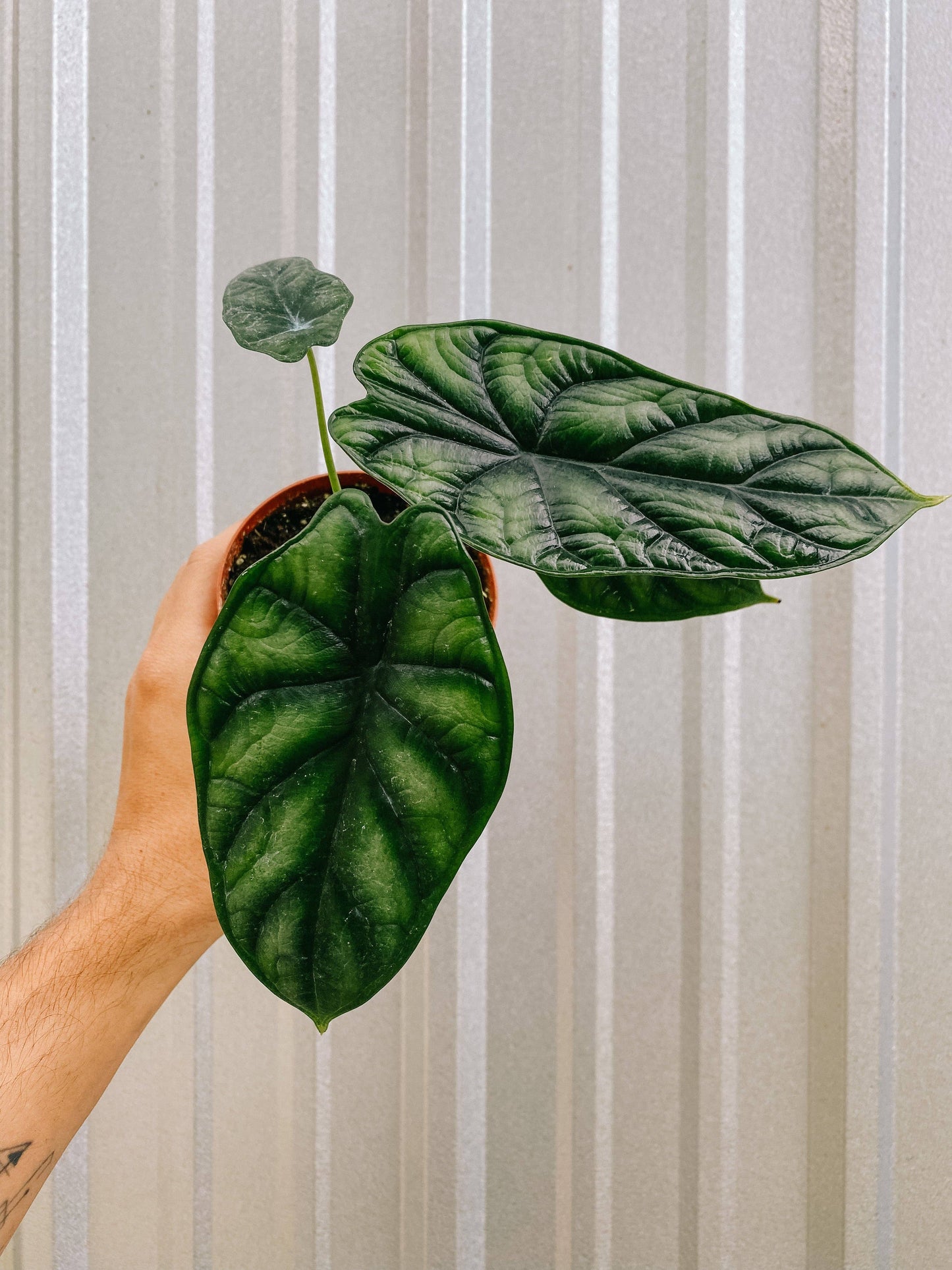 Alocasia 'Dragon Scale'