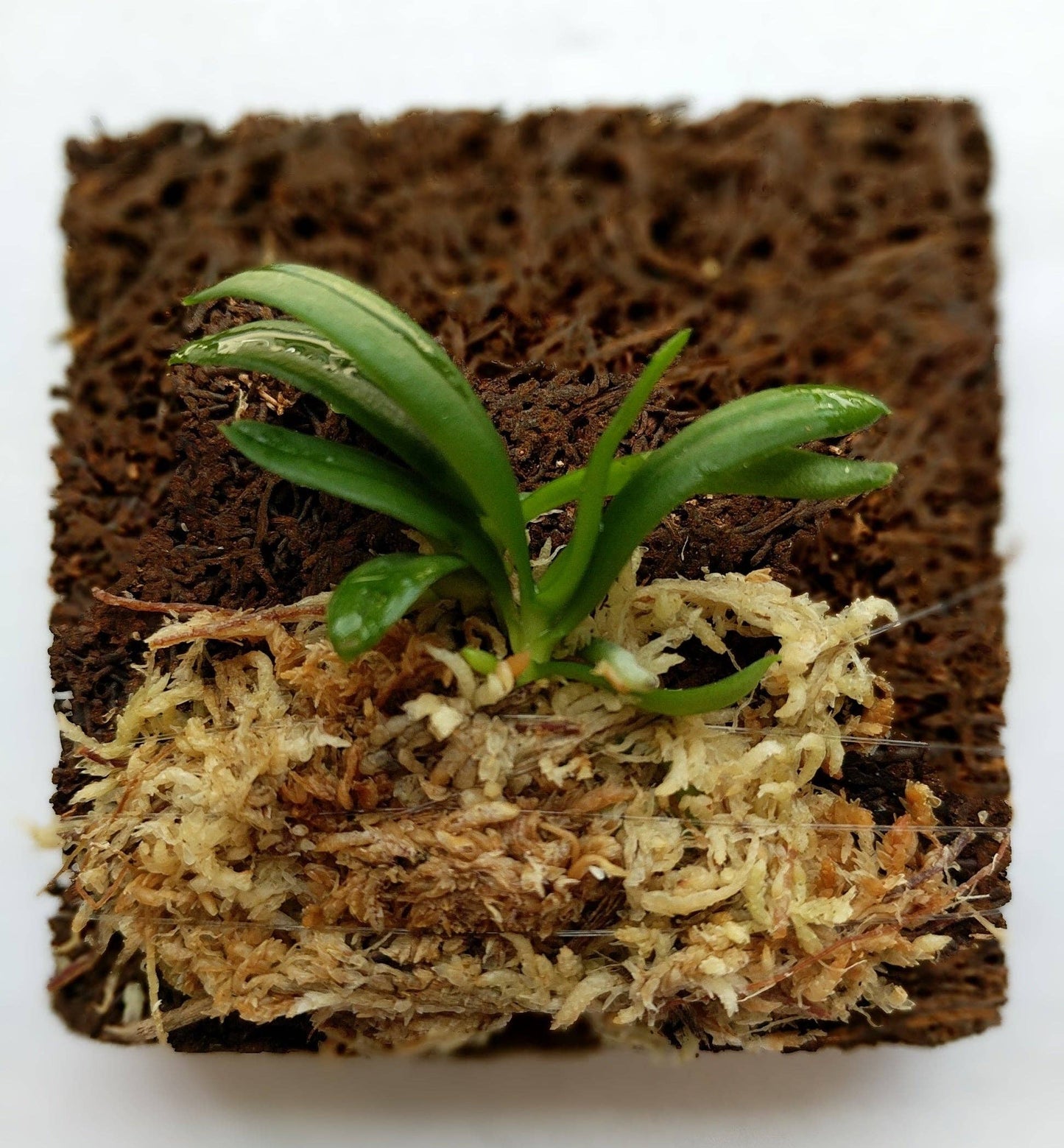 Haraella Retrocalla, Taiwan Fragrant Orchid (香蘭), Miniature Orchid
