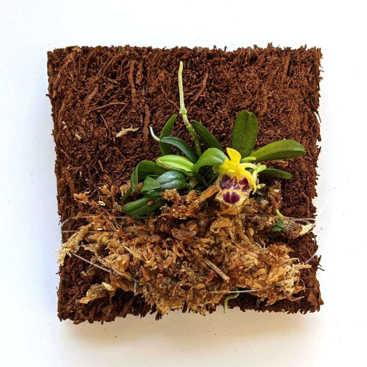 Haraella Retrocalla, Taiwan Fragrant Orchid (香蘭), Miniature Orchid