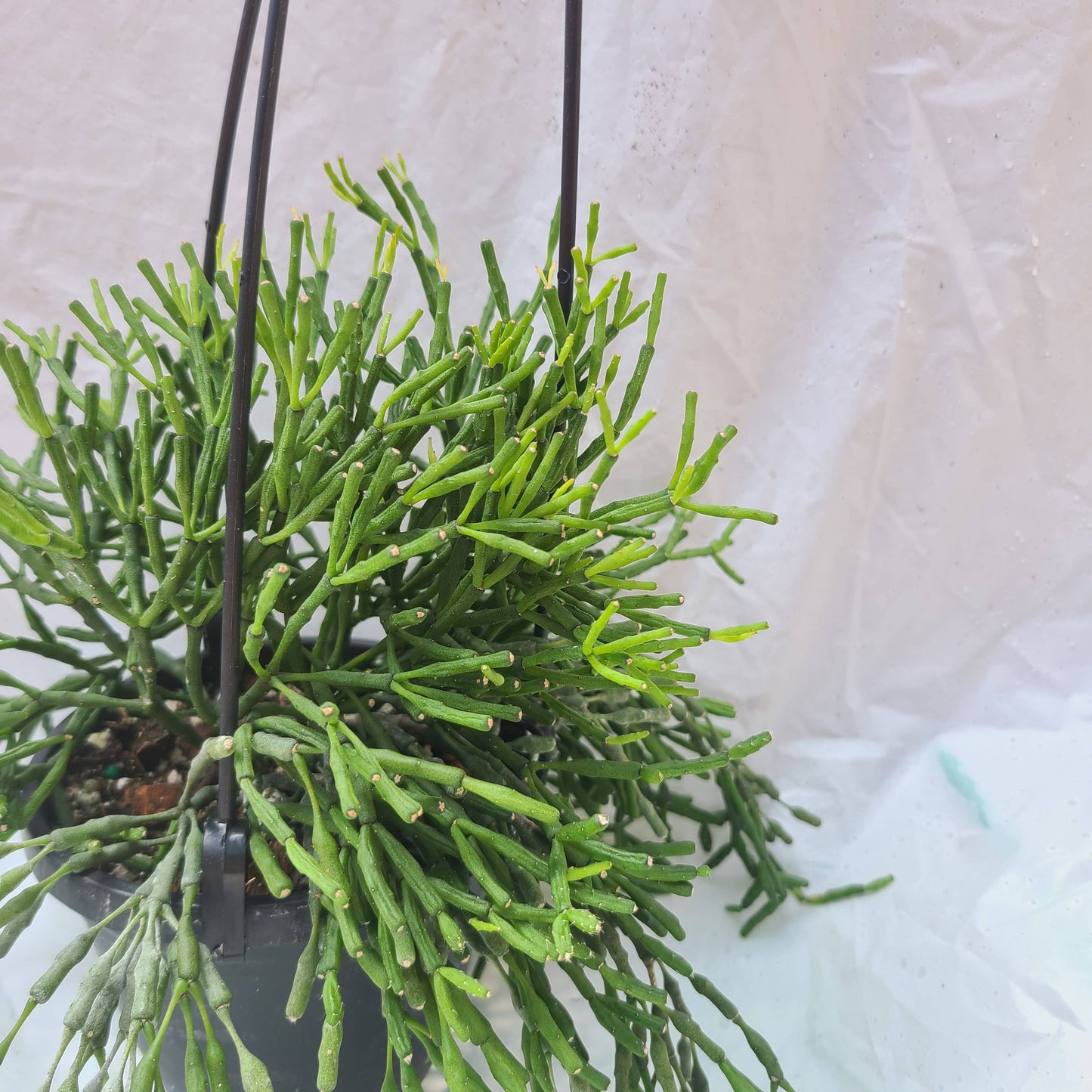 Rhipsalis salicornoidies