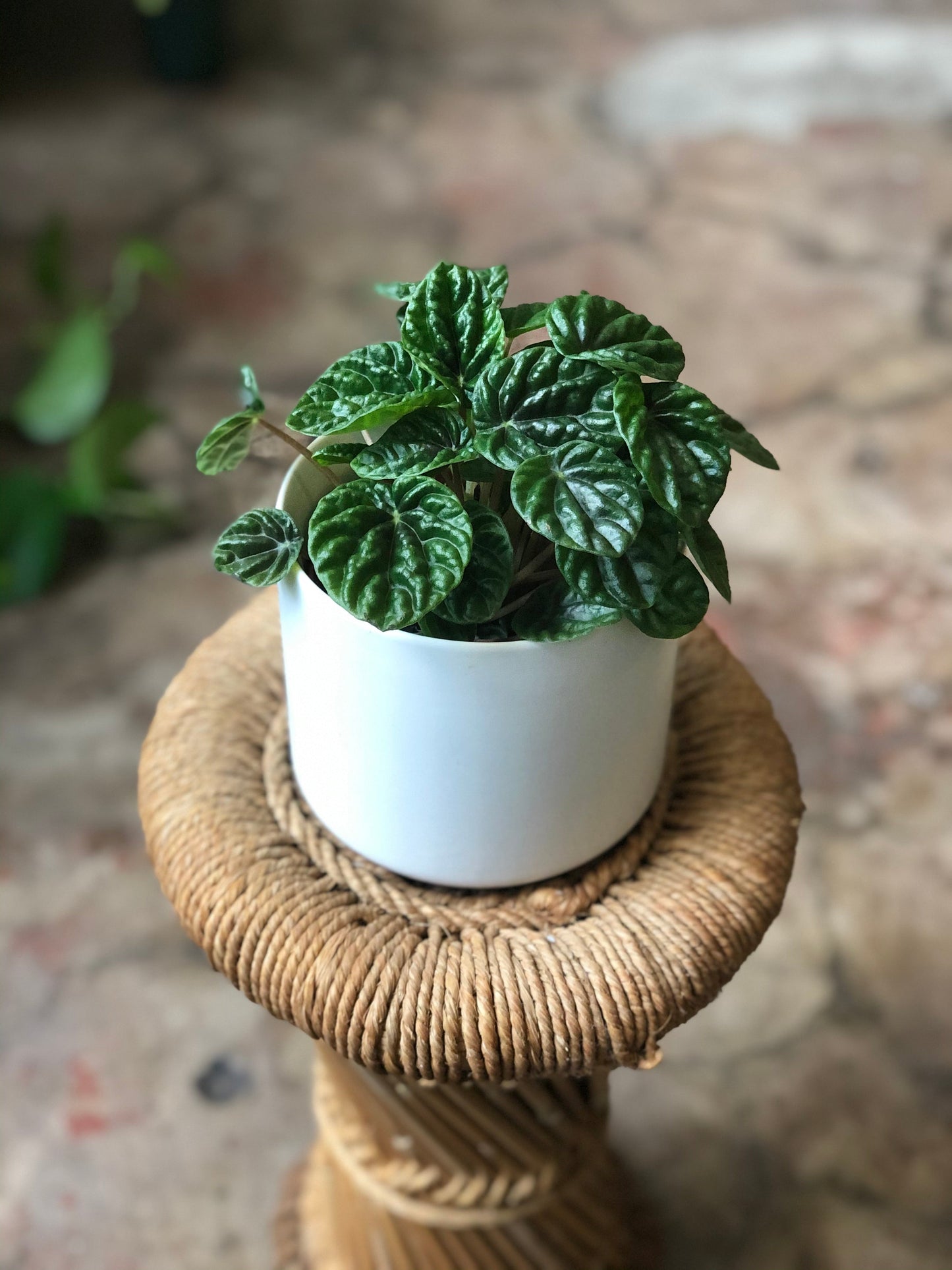 Kendall Pot 3-7"
