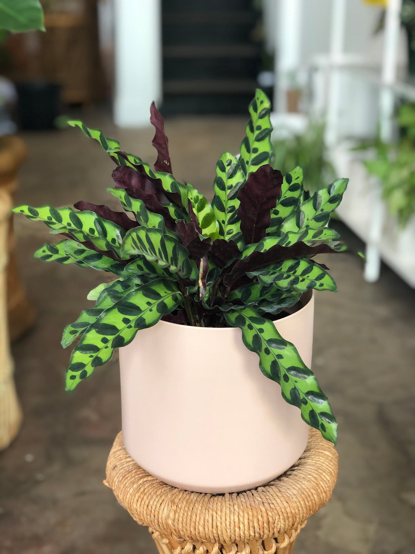Kendall Pot 3-7"