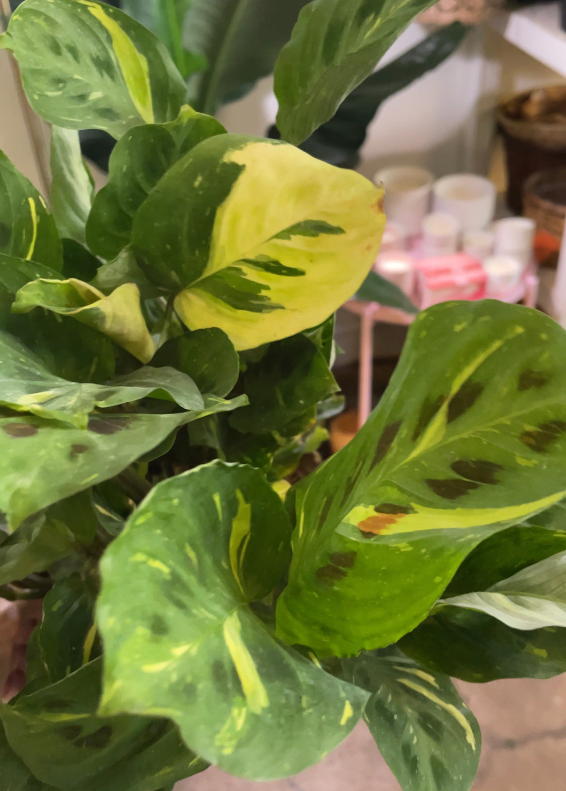 8" Maranta 'Beauty Kim' variegata HB