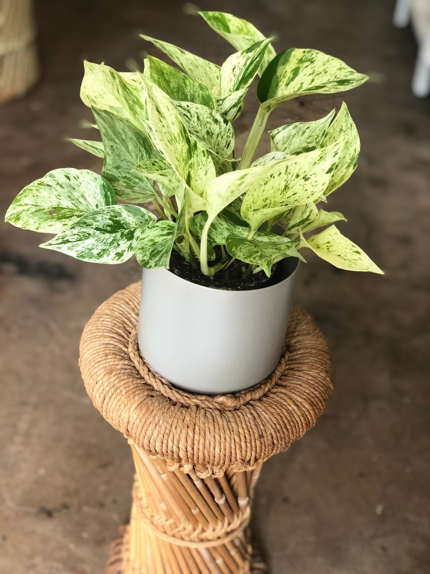 Kendall Pot 3-7"