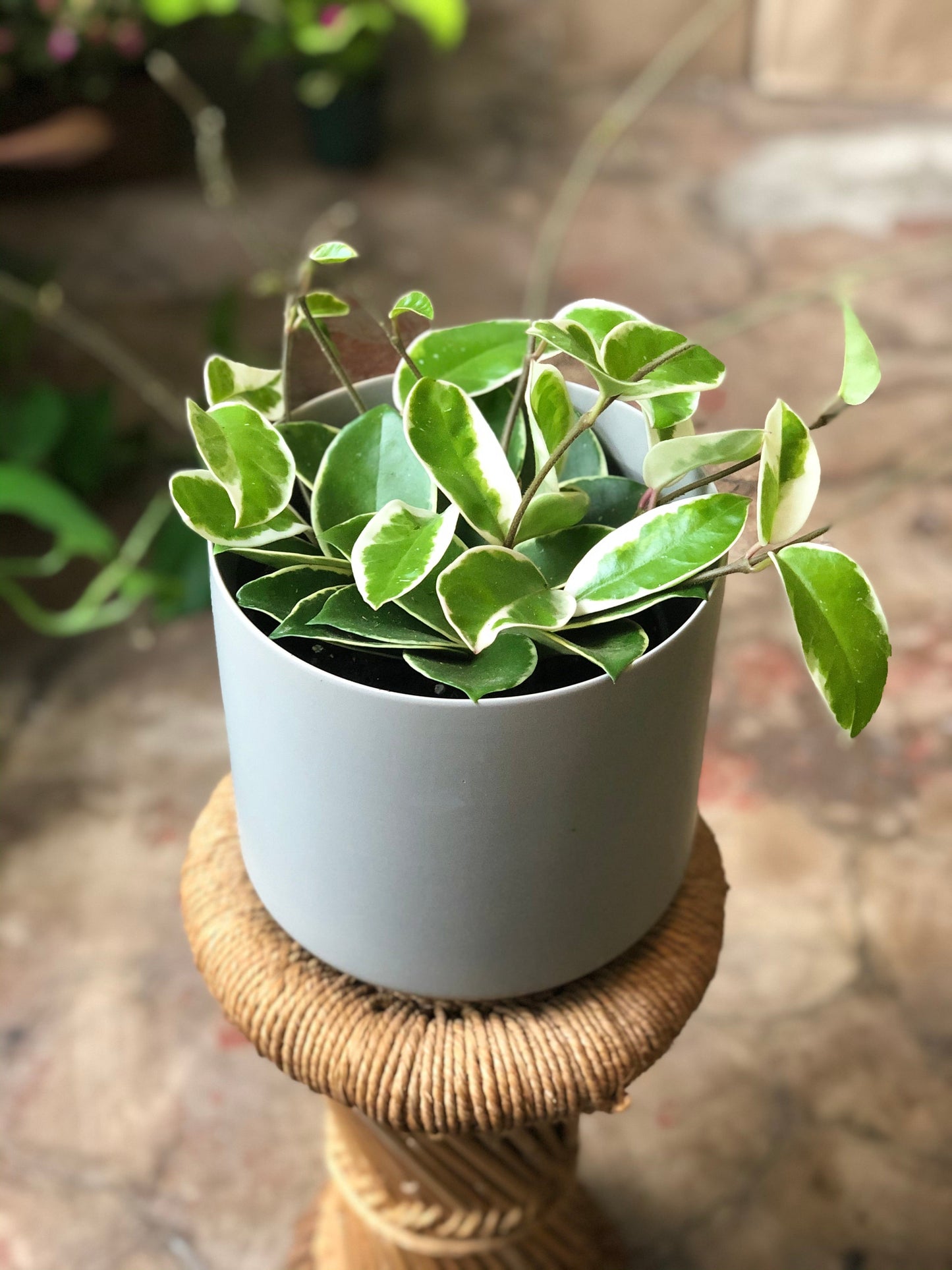 Kendall Pot 3-7"