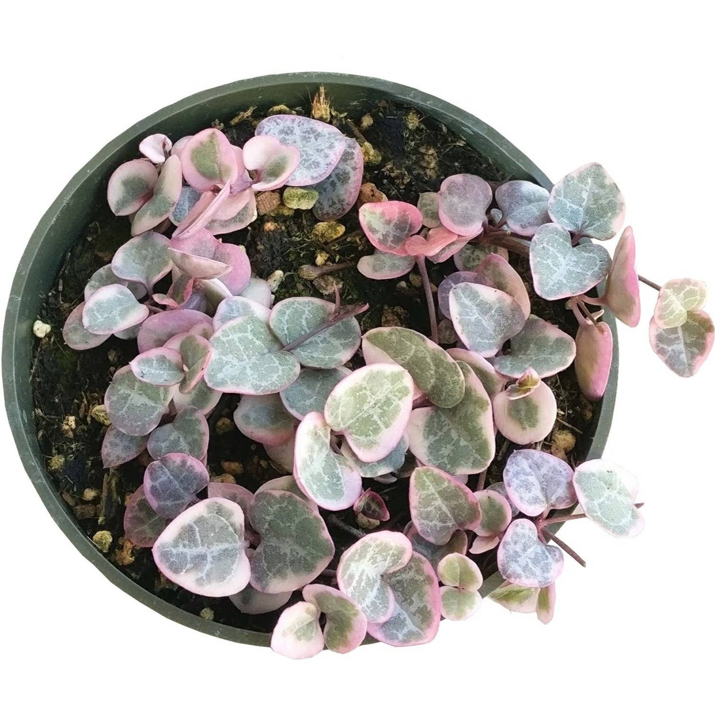 Variegated String of Hearts 4"
